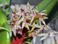 /album/maxillareae/maxillaria-densa-jpg/